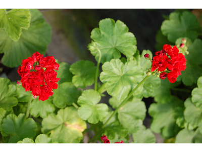 Pelargonium Rosebud