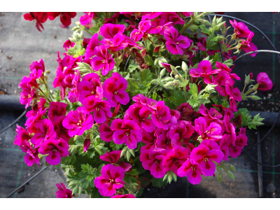 Pelargonium Clarion