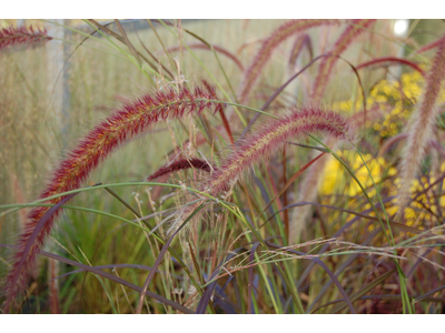 Pennisetum