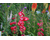 Penstemon