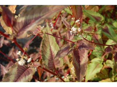 Persicaria