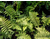 Polystichum