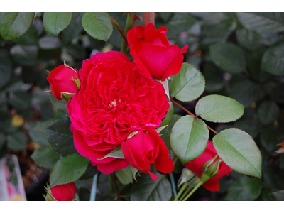 ROSE RAMPICANTI RIFIORENTI