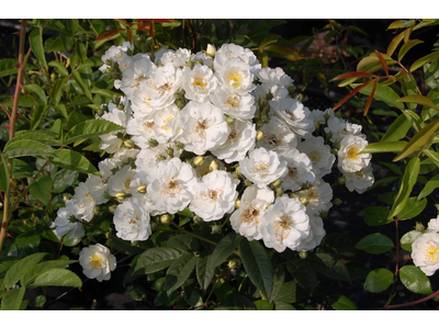 ROSE RAMPICANTI A UNICA FIORITURA