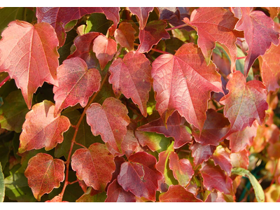 Parthenocissus