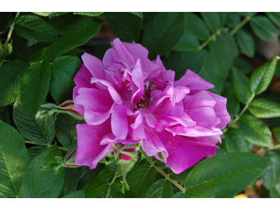 Rugosa