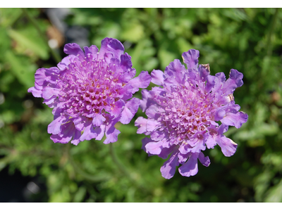 Scabiosa