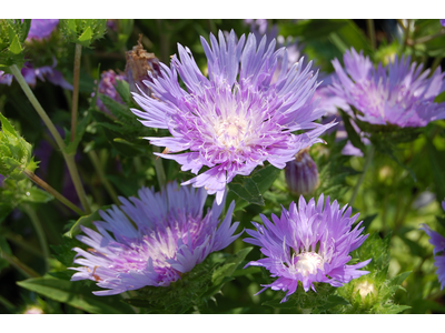 Stokesia