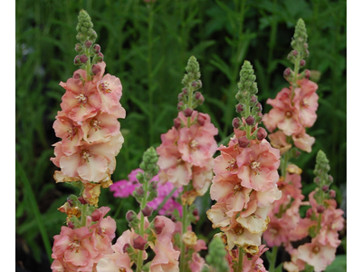 Verbascum