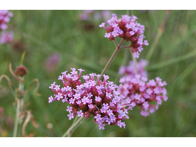 Verbena