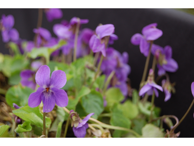 Viola odorata a fiore singolo