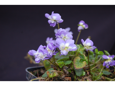 Viola odorata a fiore doppio