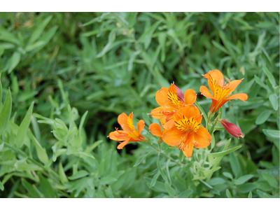 Alstroemeria