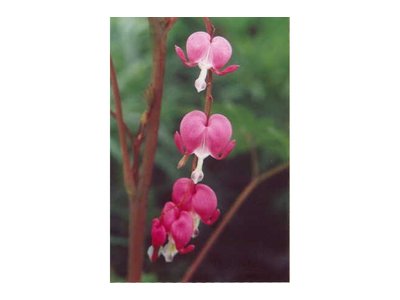 Dicentra