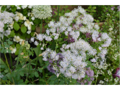 Thalictrum