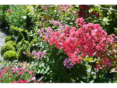 Lagerstroemia