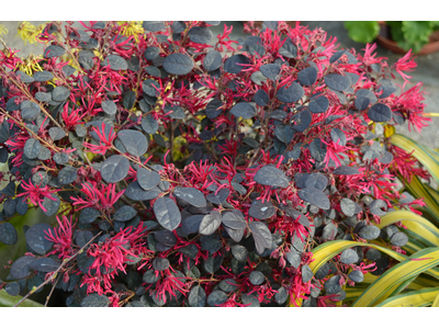 Loropetalum