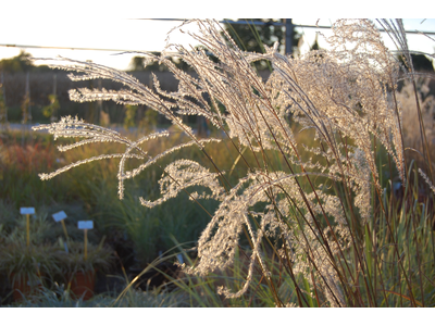 Miscanthus